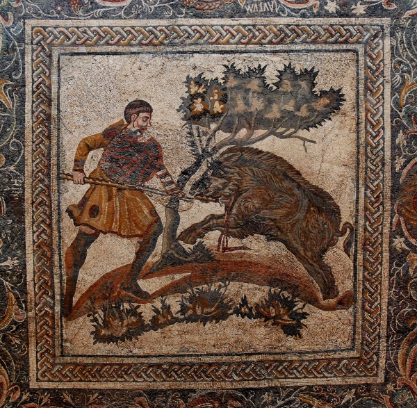 picture of boar attacking man